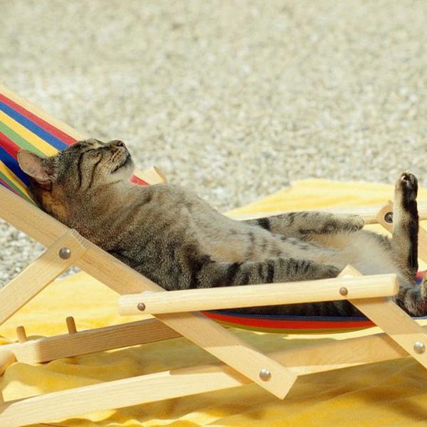 Menyembuhkan Sakit Calicivirus Pada Kucing Dalam Waktu 4 Hari Misstyameyo Com