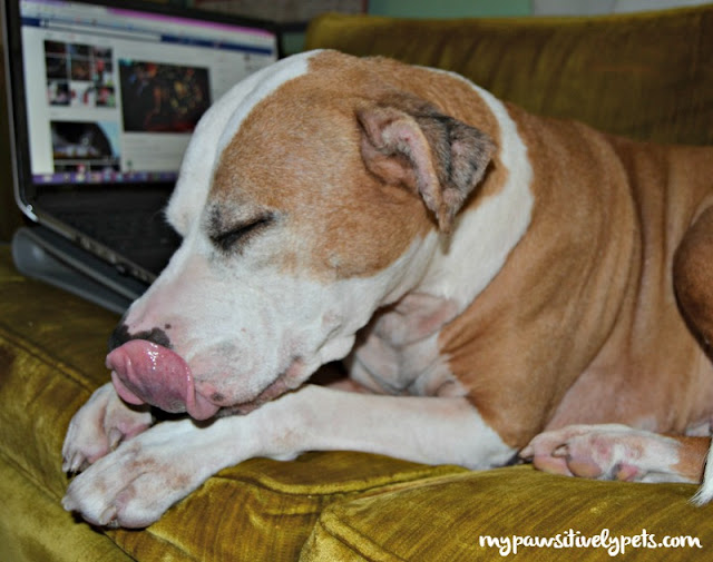 can humans get tapeworms from dogs worm in dogs www imgkid the image kid has it can humans get tapeworms from dogs worm in dogs www imgkid the image kid has it