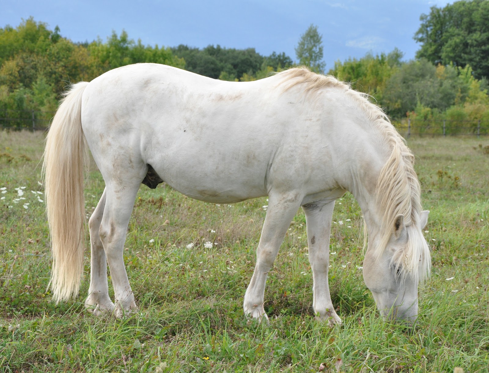LE MAXIMUM Cheval blanc photos gratuites
