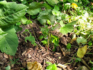 Herbstanemone (c) by Joachim Wenk Herbstanemone (c) by Joachim Wenk