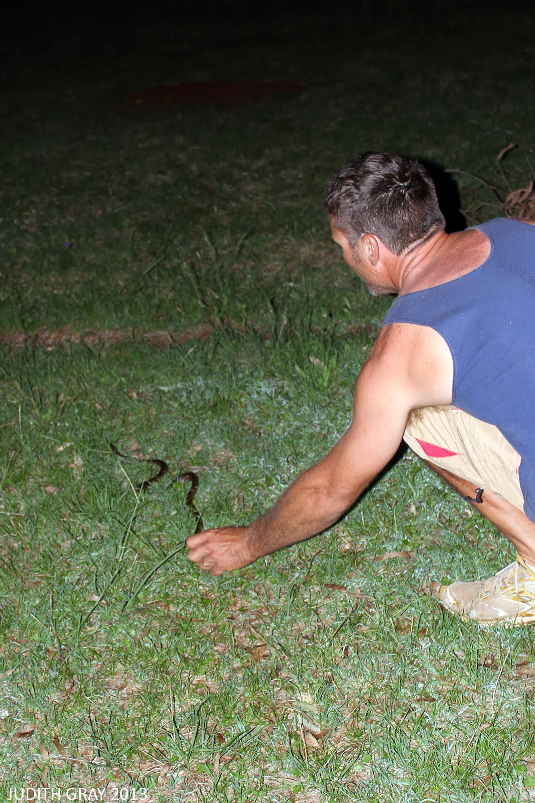 A Spotted Python & Carpet Python in one week. 28/11/13