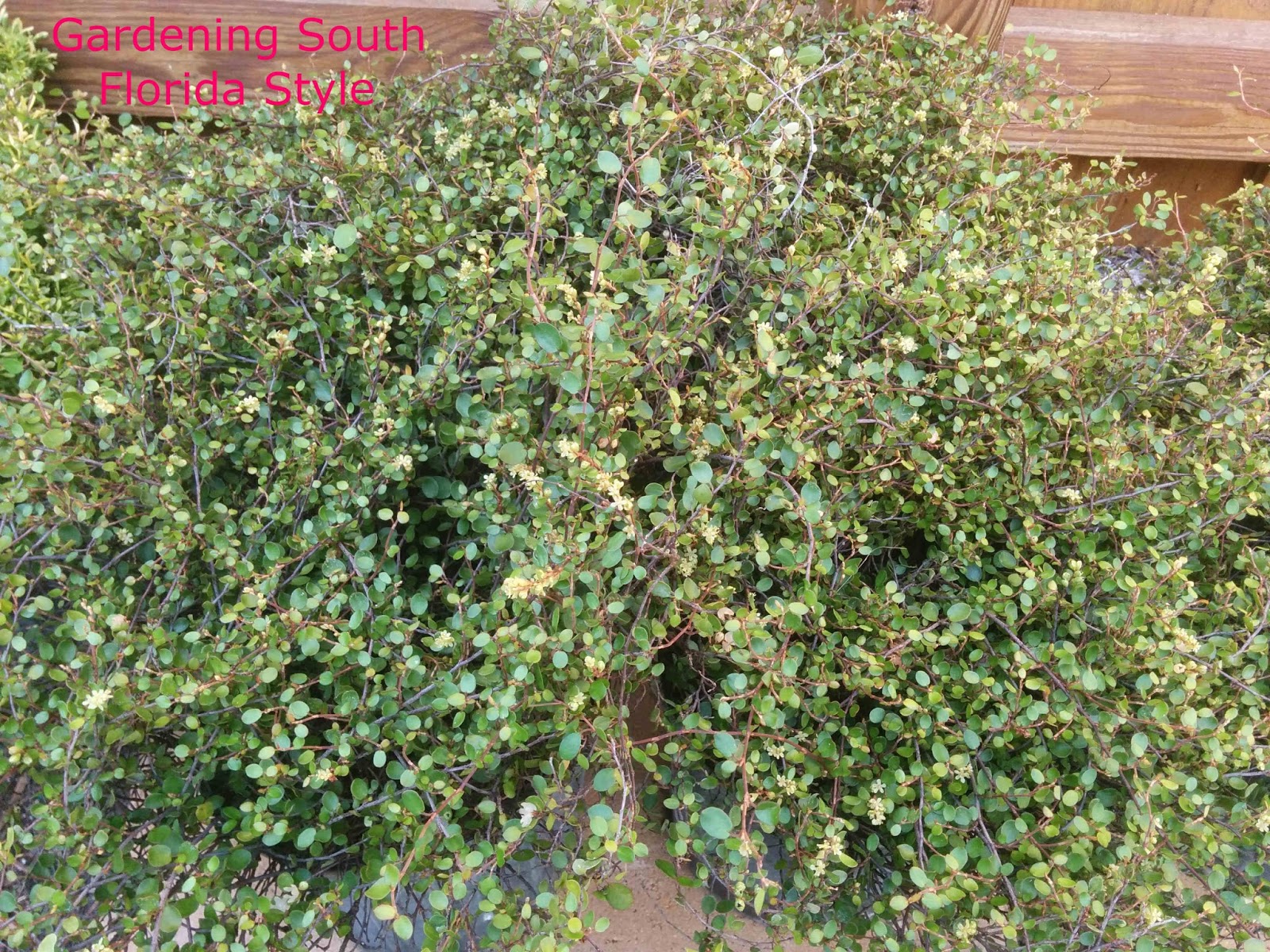 Gardening South Florida Style Ground Covers South Florida Style v.III