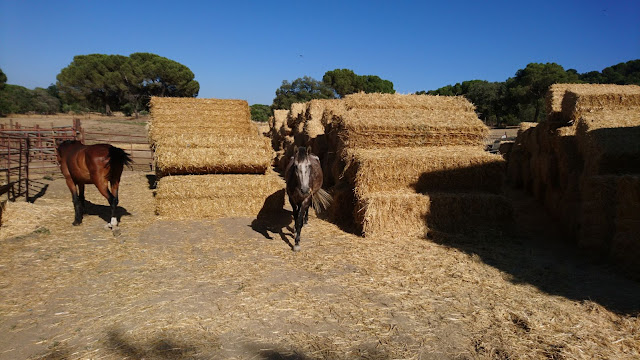 wwoof voluntouring