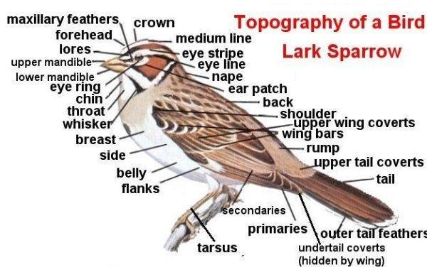 Feature of animal cows mouth diagram 
