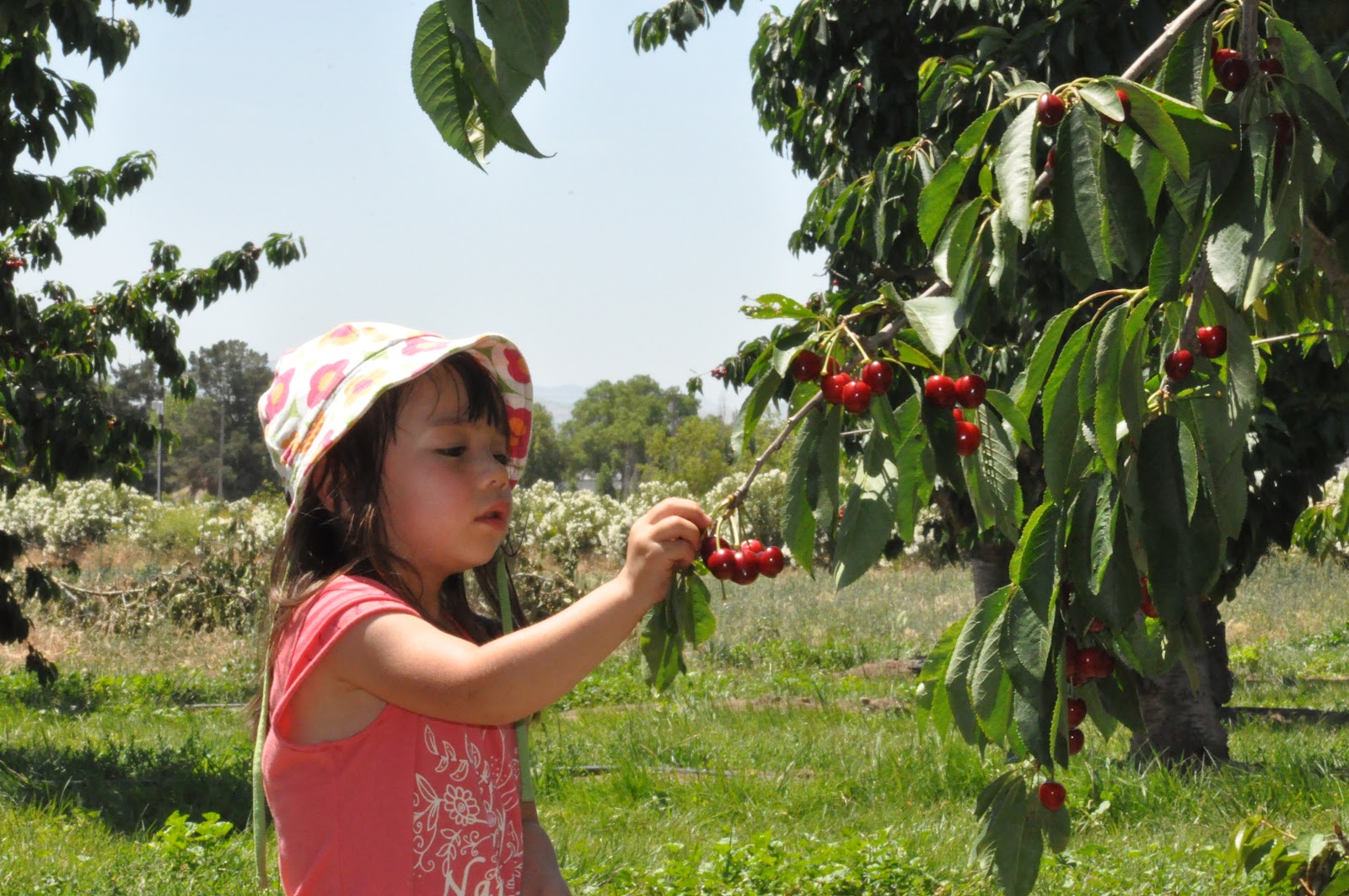 Maya and Luca's World Cherry picking at Upick Farm in Gilroy