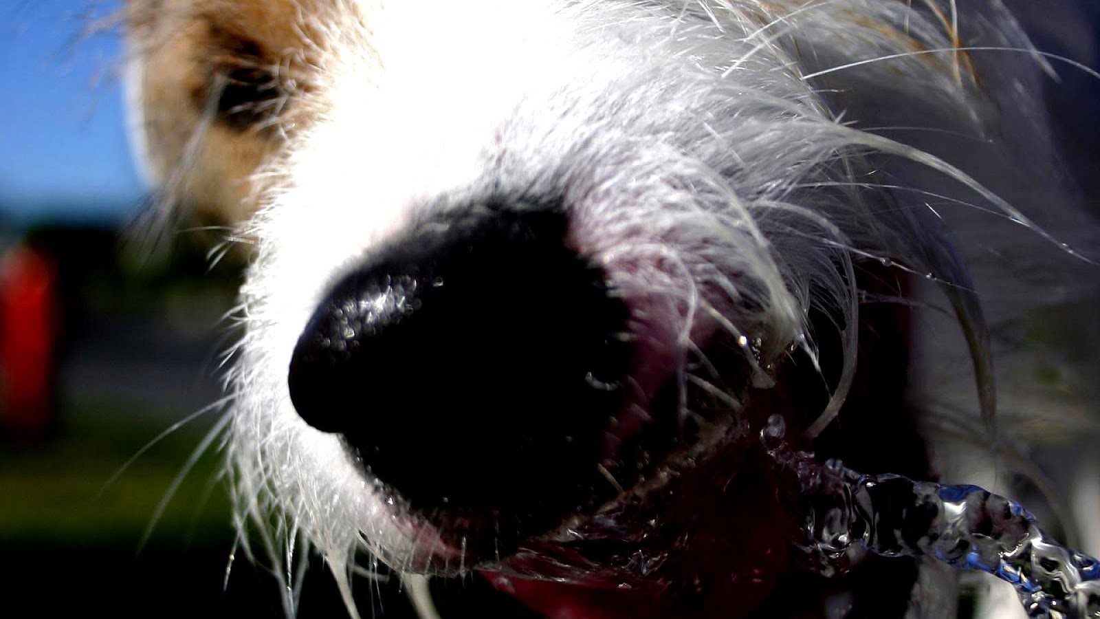 Pet Friendly Hotels Salt Lake City Trip to Lake