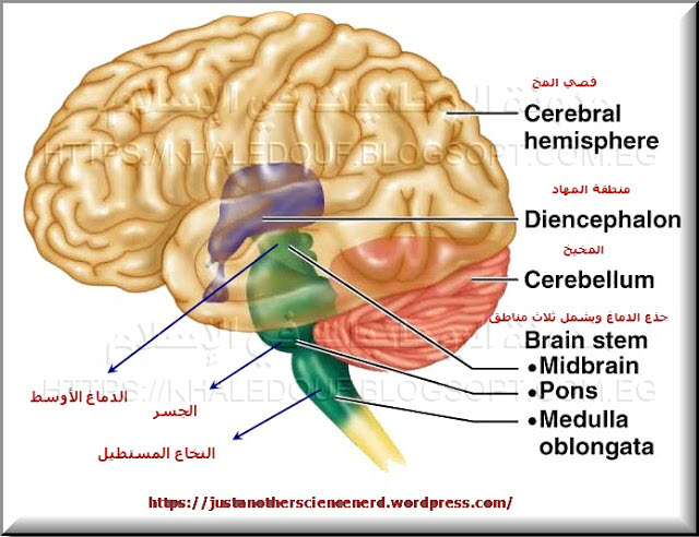 القرين والجاثوم