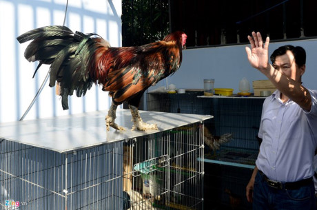 Chum anh: Trai ga vay rong o Sai Gon duoc dan choi san lung - Anh 13