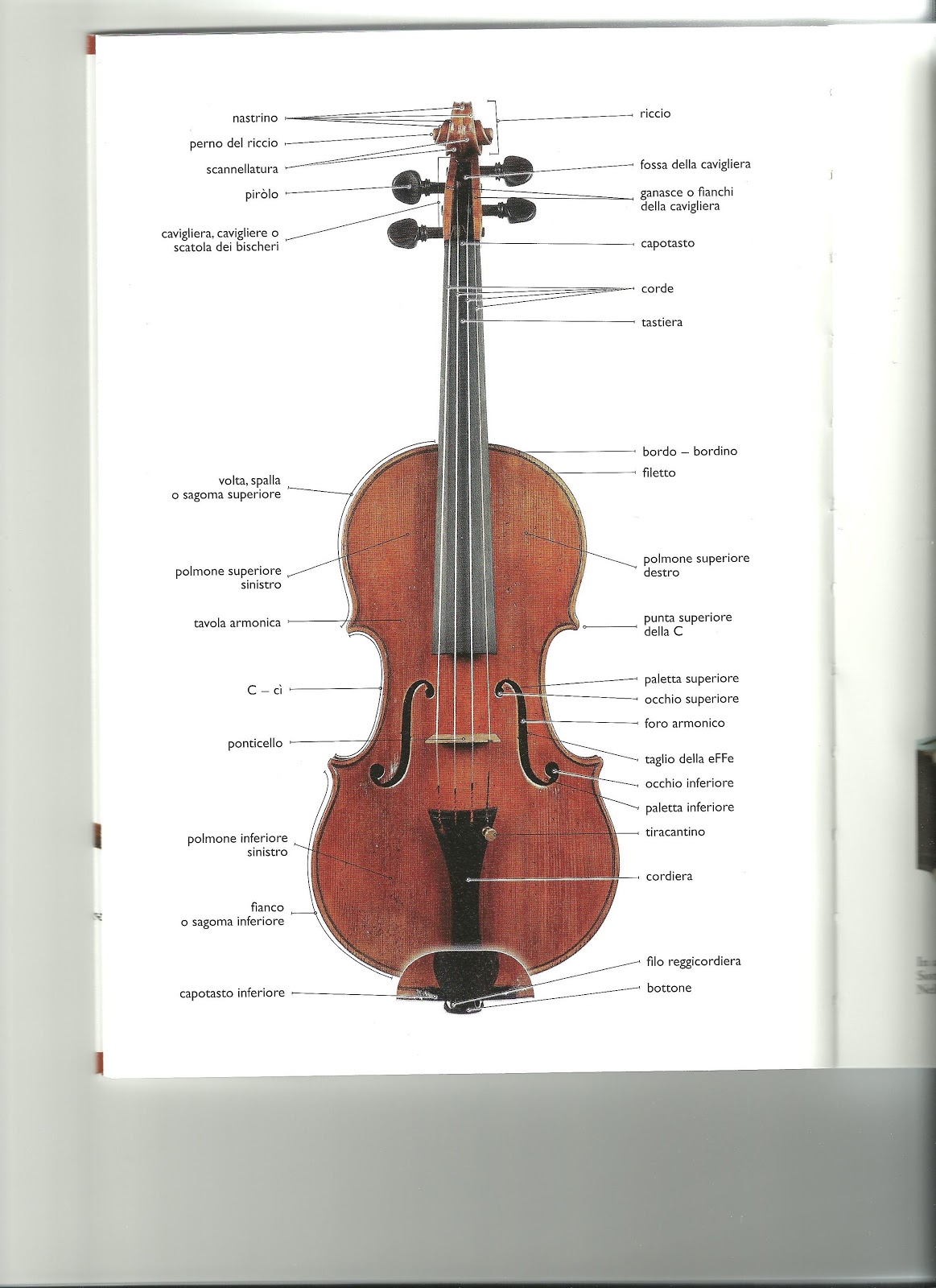 CONTRABBASSO STRUTTURA (vito liuzzi) The Double Bass Blog CONTRABBASSO STRUTTURA (vito liuzzi) The Double Bass Blog