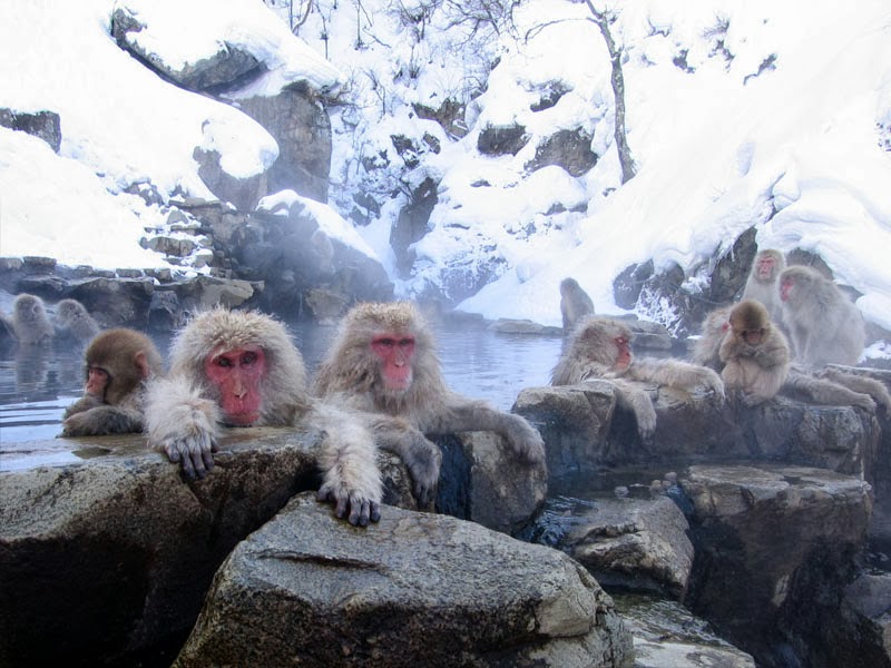 The Wackadoodle Japanese Hot Tub Monkeys