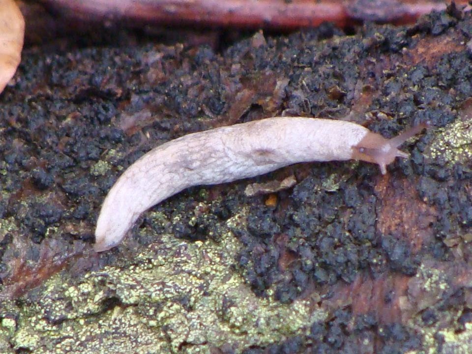 Snails and Slugs from Romania Deroceras (Deroceras) reticulatum