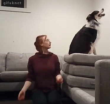 Funny animal gifs - part 245, best funny gifs