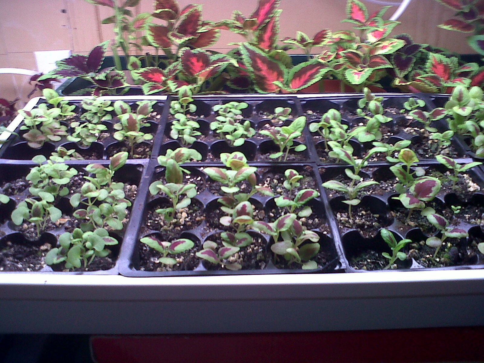 Live, Love, Climb! Coleus Seed Propagation Ebay Seeds (Ebay username lilolfarm)