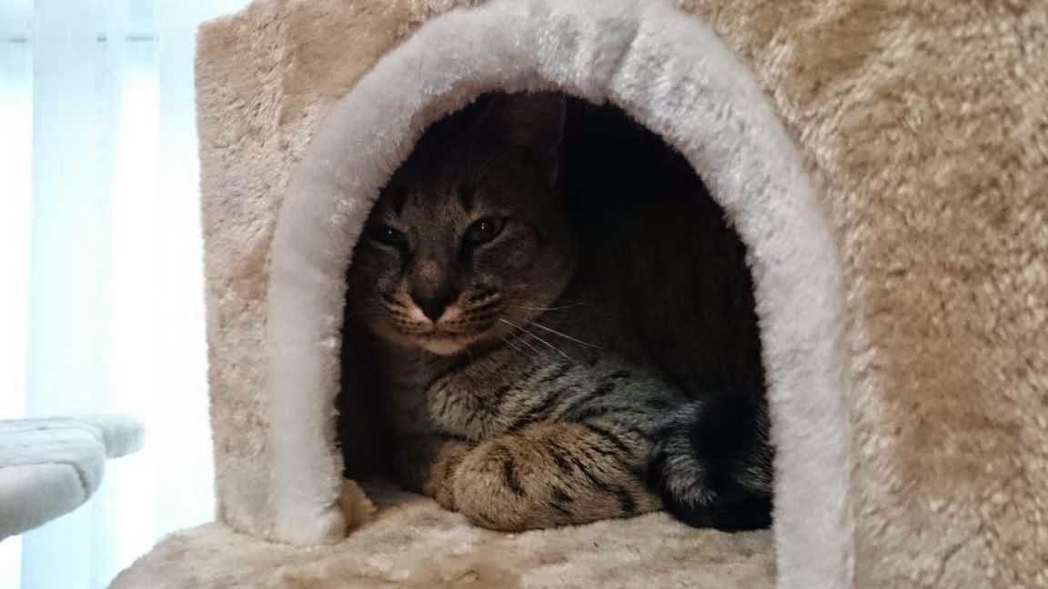 Tasha's Thinkings: Meet Ruby - new kitty