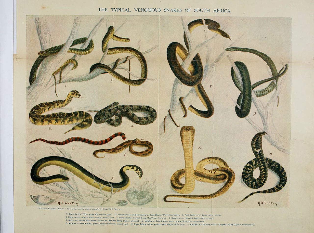 Ashton and Finch King Cobra Gemelos de Serpiente en una Caja de presentación Novedad Serpiente Reptil Animal Tema Gemelos 