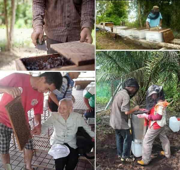 Nictar Bee pineapple farm - monofloral honey