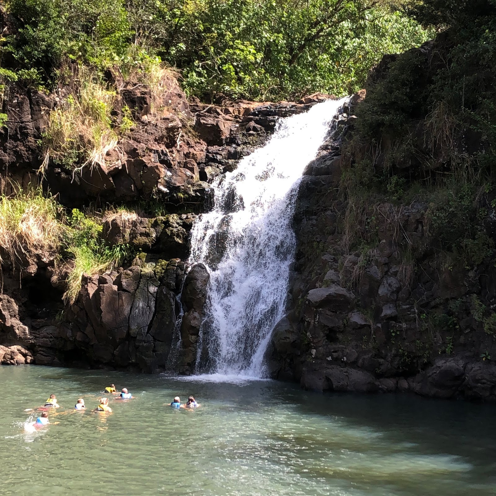 CD shares Waimea Valley Park, 3/17/19