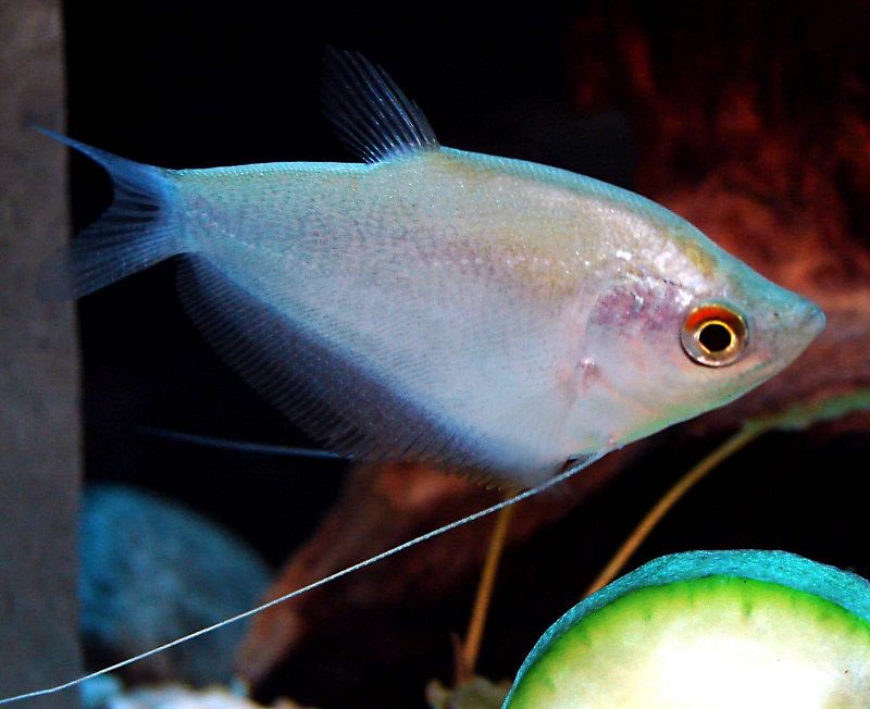 Ikan Sepat Hias Info Lengkap Jenis Dan Harganya