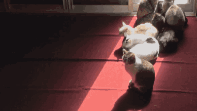cats2.gif