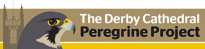 Derby Cathedral Peregrine Project - 2024