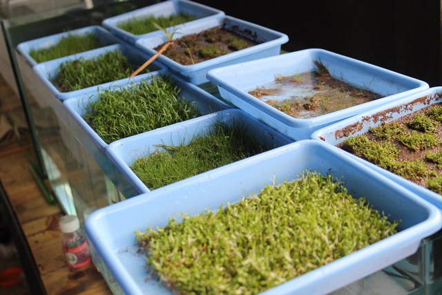 Jual Grosir Aneka Tanaman Air Aquascape Bandung Timur Ujung Berung