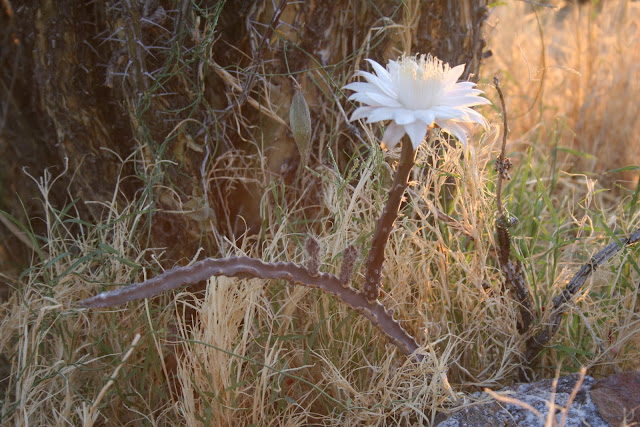 作者家鄉亞利桑那州盛產的詭異沙漠奇花Peniocereus greggii，俗稱「夜之后」。