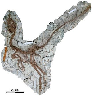 Sinocalliopteryx fossil