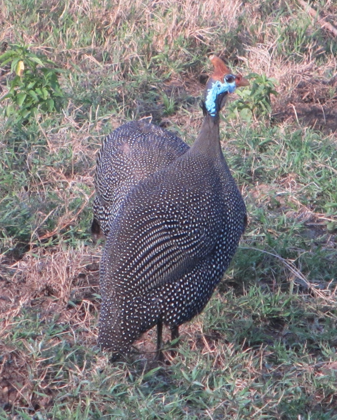 Cannundrums Helmeted Guineafowl