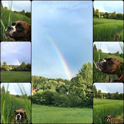 Boxer Amy und der Regenbogen