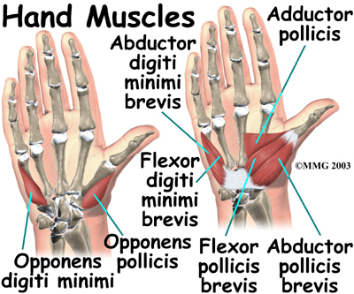 Tom's Physiotherapy Blog: Finger and Hand Anatomy, and Grip