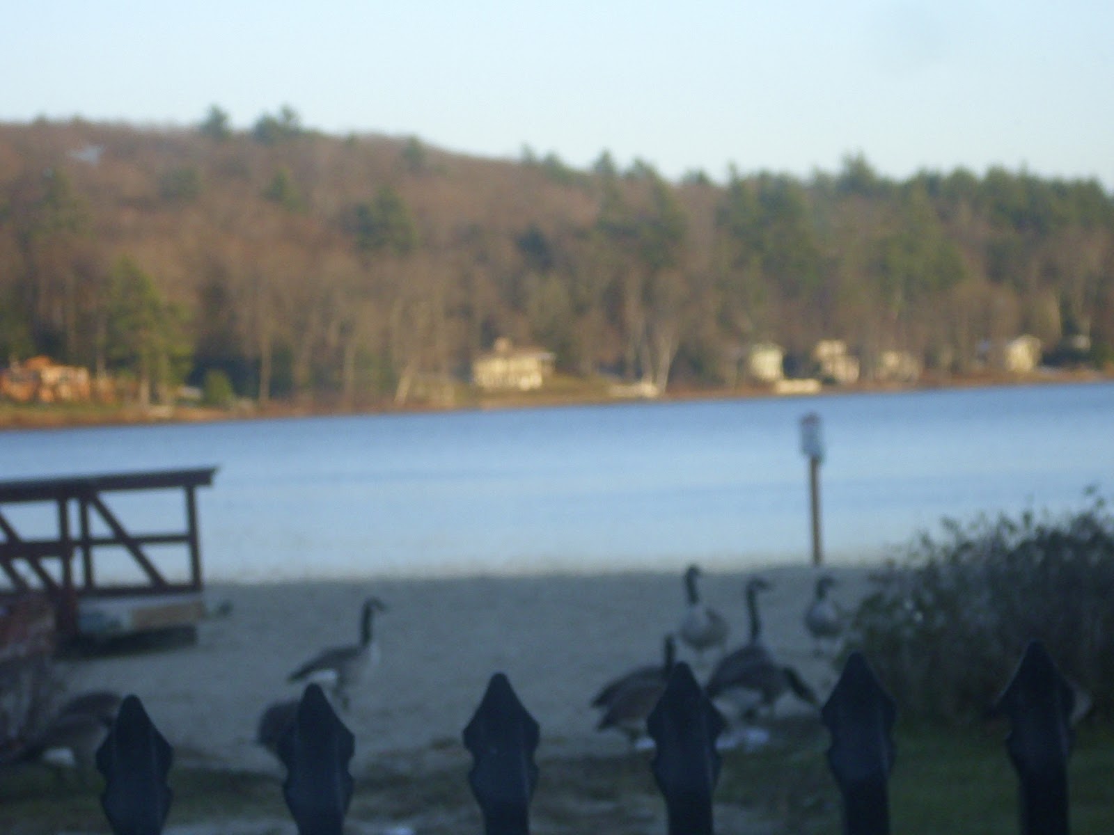 View from Lake Wyola Geese at Lake Wyola State Beach