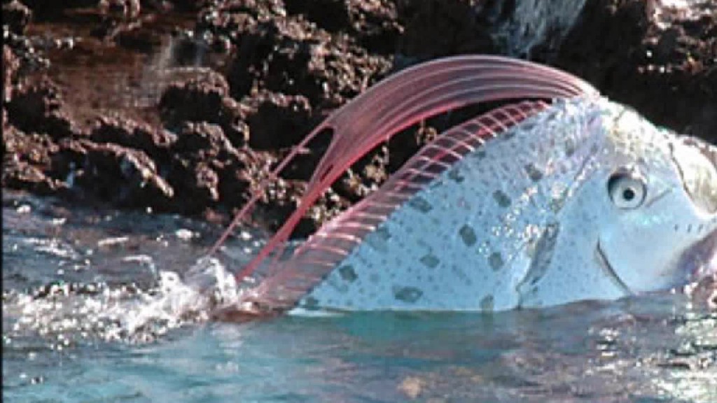Oarfish Life Of Sea