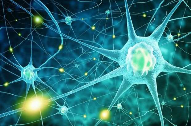 Hormone interactions - Human endocrine system endocrine system