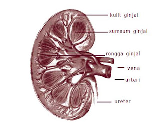 Penyakit, Gangguan dan Kelainan pada Sistem Ekskresi Manusi  Apa yang terjadi ketika organ-organ sistem urin seseorang tidak bekerja dengan baik? Zat-zat sampah yang tidak dikeluarkan akan menumpuk dan menjadi racun di dalam sel-sel tubuh. Selain itu, air juga akan tertimbun dan menyebabkan pembengkakan kaki.   Air ini dapat juga menumpuk di sekitar jantung. Bila terjadi gangguan pengeluaran air bisa terjadi ketidakseimbangan jumlah garam-garam tubuh. Ketidakseimbangan ini ditanggapi tubuhdengan mengembalikan keseimbangannya. Jika masih juga tidak terjadi keseimbangan, ginjal dan organorgan lain bisa rusak. Mengapa demikian?  Terdapat beberapa kelainan/penyakit yang diakibatkan oleh kelainan struktur maupun fungsi sistem ekskresi, antara lain nefrosis, nefritis, sistisis, polisistik, dan gagal ginjal  Nefrosis  Nefrosis adalah kondisi di mana membran glomerulus bocor, meyebabkan sejumlah besar protein keluar dari darah menuju urin. Air dan natrium berakumulasi dalam tubuh menyebabkan edem, khususnya di bagian pergelangan kaki, kaki, perut, dan mata. Nefrosis umumnya terjadi pada anak-anak.  Nefritis glomerulus  Nefritis glomerulus adalah radang membran filtrasi glomerulus di dalam korpuskulum renalis. Penyebab radang secara umum adalah reaksi alergi terhadap racun yang dilepaskan oleh bakteri streptococcus yang menginfeksi bagian tubuh lain, khususnya tenggorokan.   Penyakit ini ditandai dengan kenaikan permeabilitas membran filtrasi dan akumulasi sel-sel darah putih di daerah membran filtrasi. Akibatnya, sejumlah besar protein plasma memasuki urin. Keberadaan protein plasma meningkatkan tekanan osmotik filtrat urin, sehingga volume urin meningkat dan menyebabkan gagal ginjal.  Pielonefritis  Pielonefritis adalah radang seluruh bagian ginjal. Kerusakan ini sering dimulai dengan infeksi bakteri pada pelvis ginjal dan kemudian melebar ke bagian utama ginjal.  Sistisis  Sistisis adalah radang kantung kemih terutama bagian mukosa dan sub mukosa. Sistisis bisa disebabkan oleh infeksi bakteri, zat kimia, atau luka.  Penyakit polisistik  Penyakit ini bisa disebabkan karena kerusakan sistem saluran ginjal yang merusak nefron dan menghasilkan pembesaran seperti kiste (benjolan) sepanjang saluran ini. Kerusakan ginjal ini umumnya bersifat menurun.  Batu ginjal  Batu ginjal merupakan batu yang terbentuk dari asam urat, kalsium, fosfat, asam oksalat dan lain-lain yang terbentuk di dalam ginjal. Terbentuknya batu ginjal bisa disebabkan karena urin terlalu pekat dan kurang minum. Batu ini bisa juga terbentuk di dalam kantung kemih maupun ginjal itu sendiri.  Gagal ginjal  Ginjal bisa kehilangan fungsinya sehingga tidak bisa mengeluarkan zat-zat sisa metabolisme dari dalam tubuh, bahkan zat-zat yang masih bisa dipergunakan tubuh seperti glukosa dan protein bisa ikut keluar tubuh. Gejala ini disebut gagal ginjal.   Kelainan ini bisa disebabkan karena kondisi yang mengganggu fungsi ginjal. Gagal ginjal yang akut menyebabkan penumpukan urea di dalam darah dan asidosis (darah bersifat lebih asam). Kerusakan ginjal ini bisa disebabkan oleh nefritis glomerulus yang parah, atau bisa juga disebabkan oleh penyumbatan saluran ginjal.  Racun tertentu yang dihasilkan dari proses industri menyebabkan nekrosis (kerusakan sel) epitel nefron. Gagal ginjal yang parah disebabkan oleh kerusakan yang permanen pada banyak nefron, sehingga nefron-nefron tersebut tidak berfungsi.   Kerusakan ini ditandai dengan ketidakmampuan ginjal untuk mengeluarkan hasil ekskresi, retensi, pembengkakan karena akumulasi cairan tubuh, kenaikan kandungan kalium, asidosis, keracunan zat sampah, dan berakhir pada kematian.  Orang yang menderita kerusakan ginjal secara serius masih bisa menyaring darahnya dengan ginjal buatan. Proses ini disebut cuci darah atau dialisis. Dalam dialisis darah dipompa ke dalam saluran yang mengandung larutan garam yang mirip dengan plasma darah.   Zat sampah berdifusi dari saluran yang mengandung darah dan dibersihkan oleh larutan garam. Darah bersih yang tertinggal dikembalikan ke dalam vena. Seseorang yang hanya mempunyai satu ginjal masih bisa menggunakan ginjal tersebut secara normal. Satu ginjal yang sehat dapat mengerjakan pekerjaan dua ginjal.  Bagaimana cara memelihara agar ginjal kita tetap sehat?  Minumlah banyak air putih. Dengan meminum banyak air, urin menjadi encer sehingga mempermudah kerja ginjal untuk pengeluaran zat yang tidak dipergunakan tubuh. Encernya urin juga memperkecil terbentuknya batu ginjal dan timbulnya infeksi.