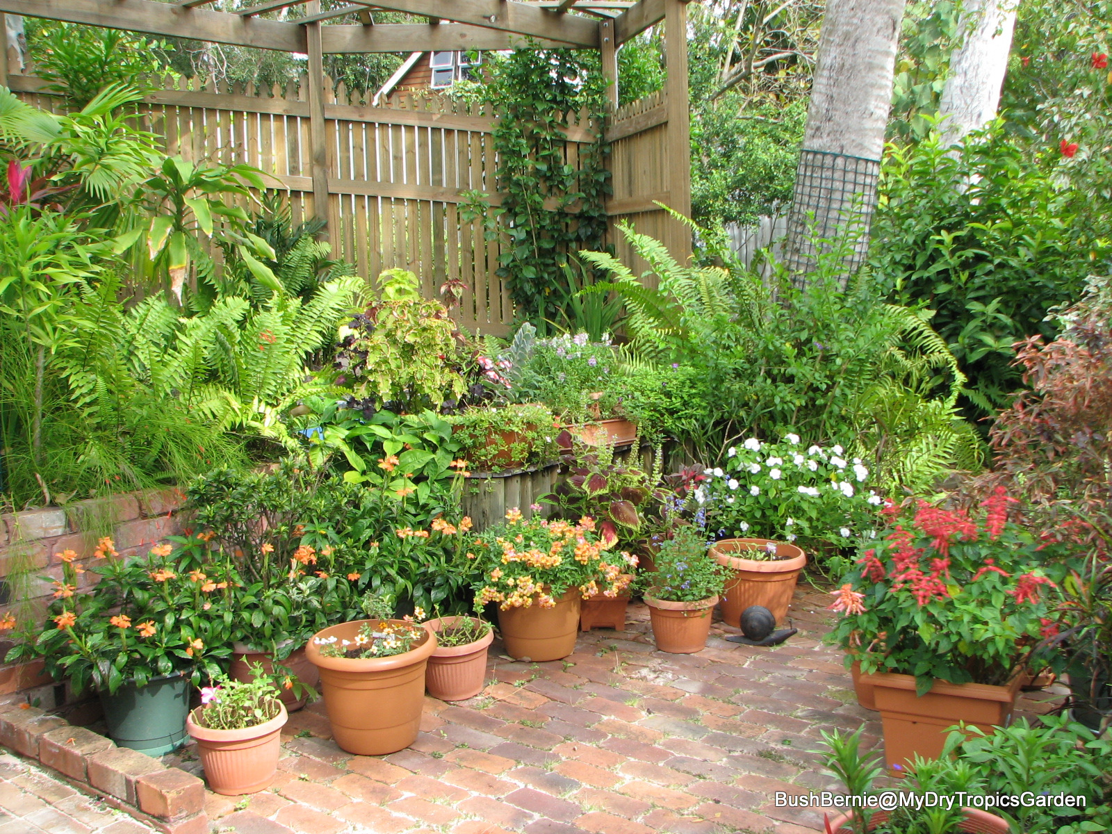 My Dry Tropics Garden: The End Of Winter Is Here ... My Dry Tropics ...