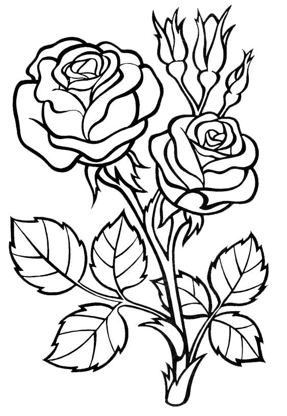 Tranh tô màu hoa hồng 10