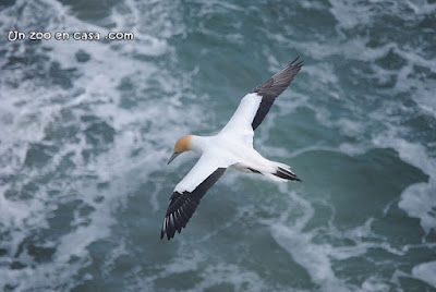Australasian gannet - Morus serrator