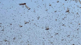 HIL India to Provide Locust Control Pesticide to Iran