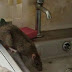 Rats, Others Take Over PDP National Secretariat In Abuja