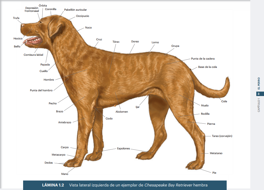 Atlas de Anatomía en pequeños Animales 20 DESCUENTO