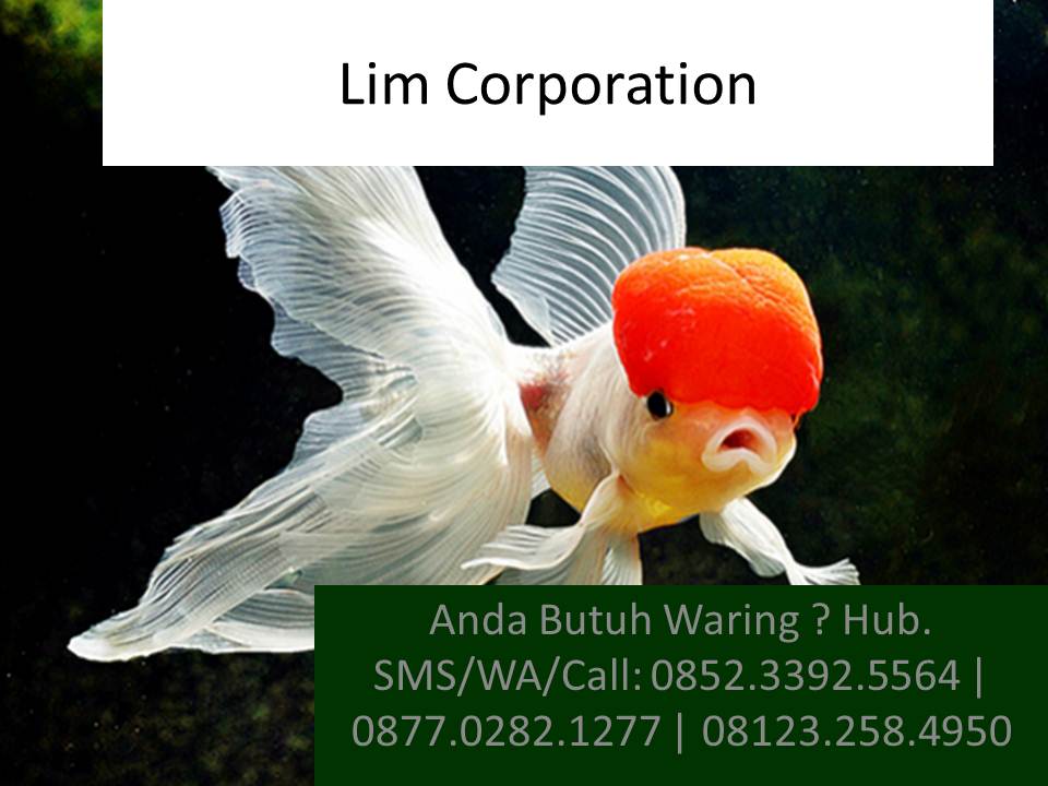 Cara Membedakan Jenis Kelamin Ikan Mas Koki