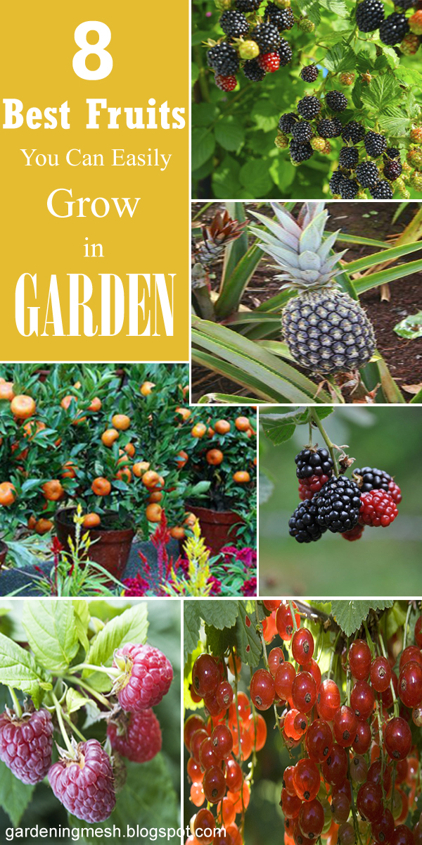 8 Best Fruits You Can Easily Grow in Garden