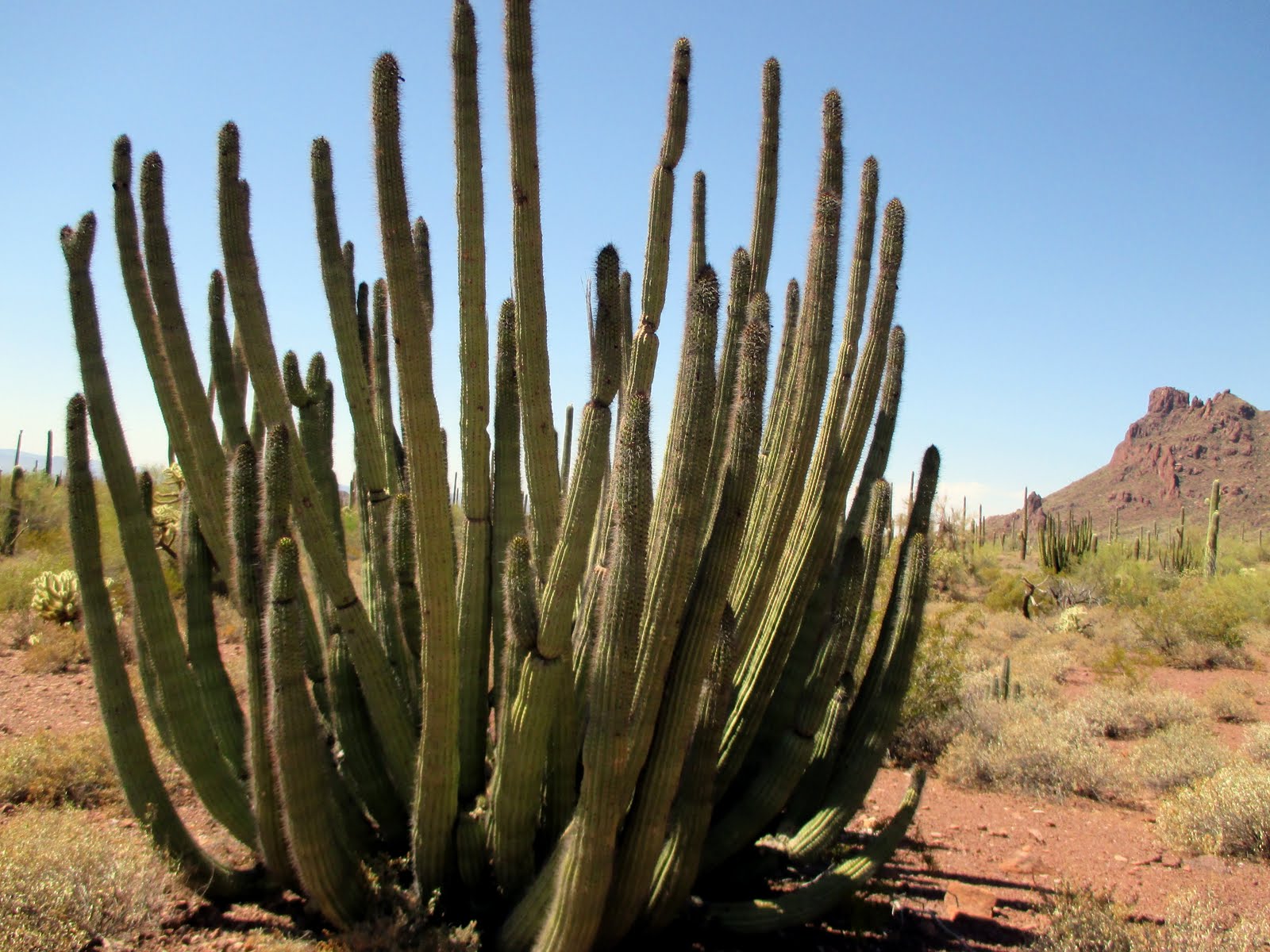 Journeys Organ Pipe Cactus National Monument, Arizona Hiking