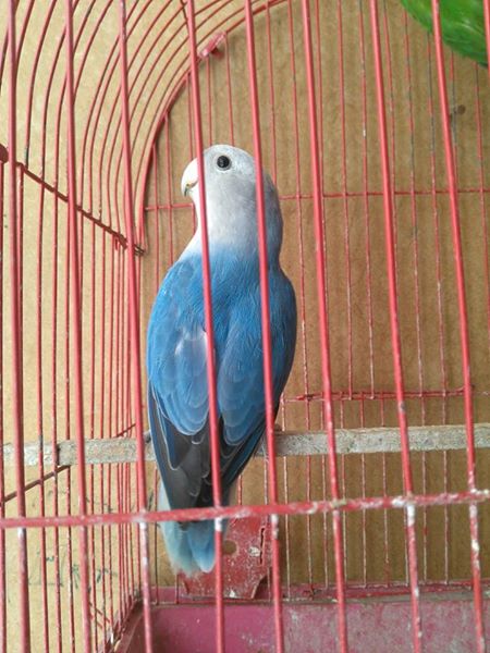 ت عالـﮯ ٳم ا إقولكـ 2016