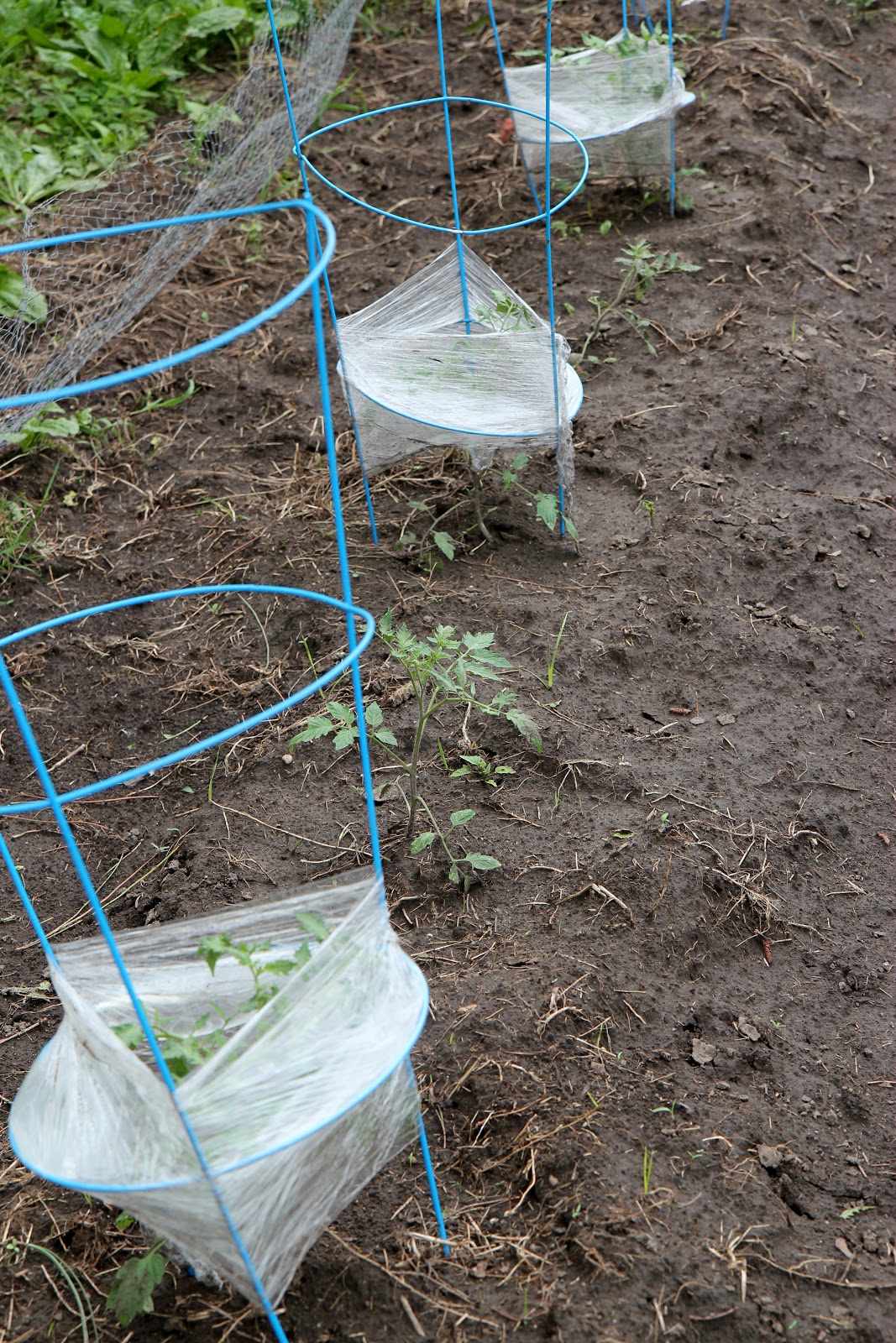 Helpful Garden Hack Wrapping Cages in Plastic Wrap