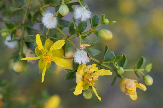 closeup of creosote bush flowers