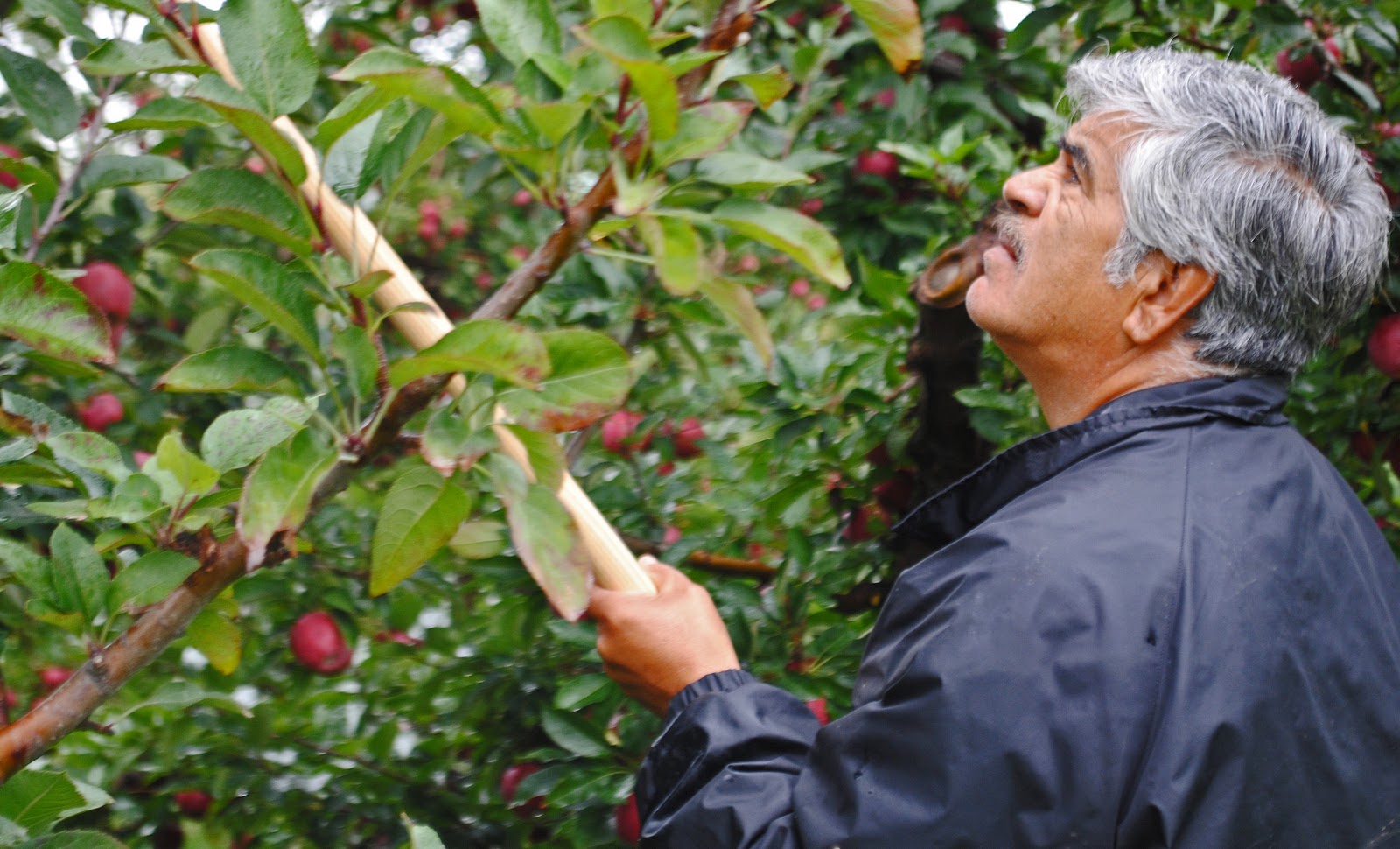 im going back to the start Michigan Apple Picking Family Tradition