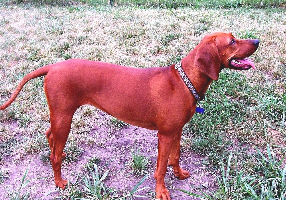 Coonhound - Coon Dog Breeds