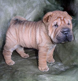 Shar Pei Puppy Picture