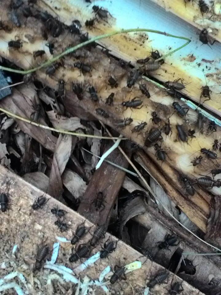 Klaras Sebagai Media Pembesaran Jangkrik Di Budidaya Jangkrik